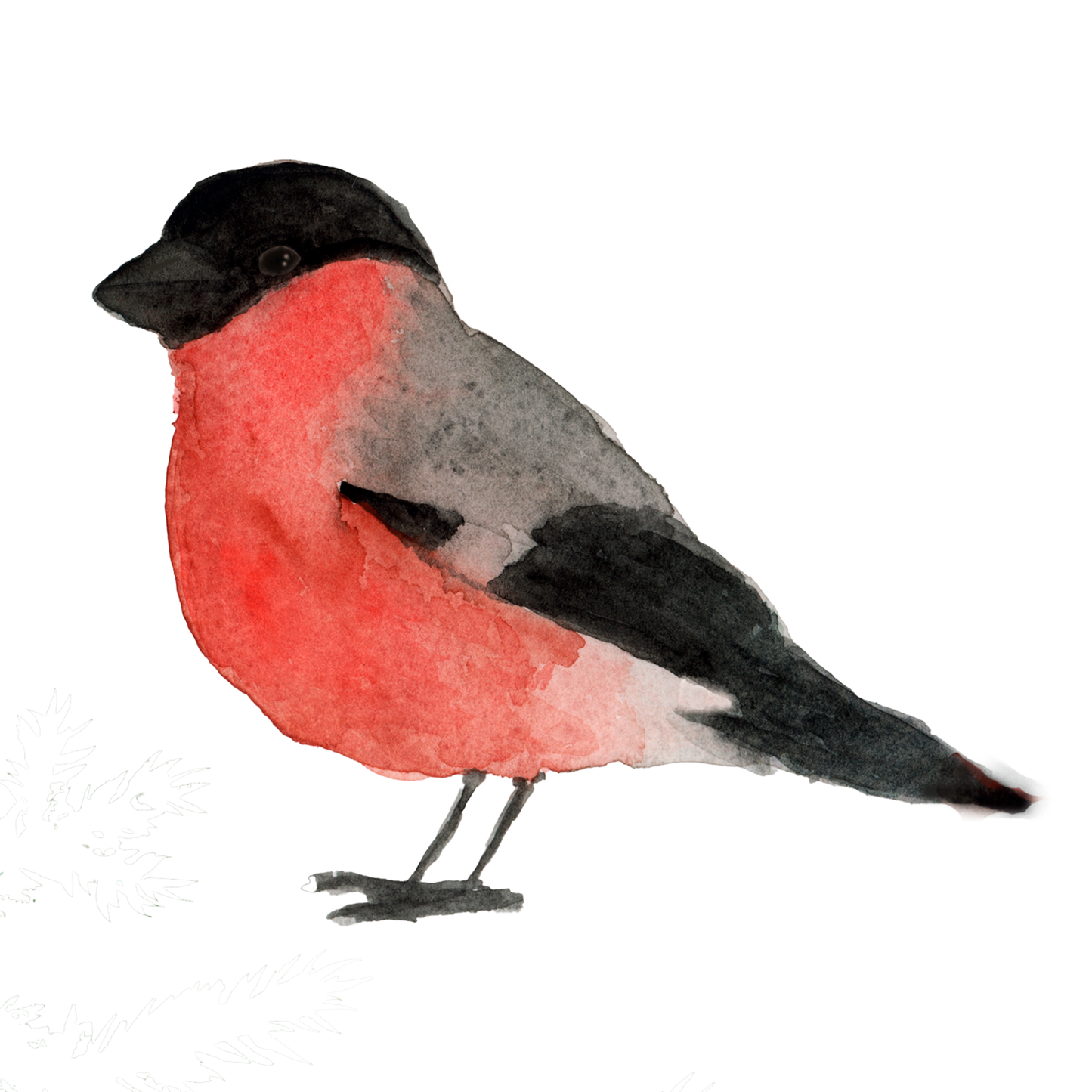 Punatulkku