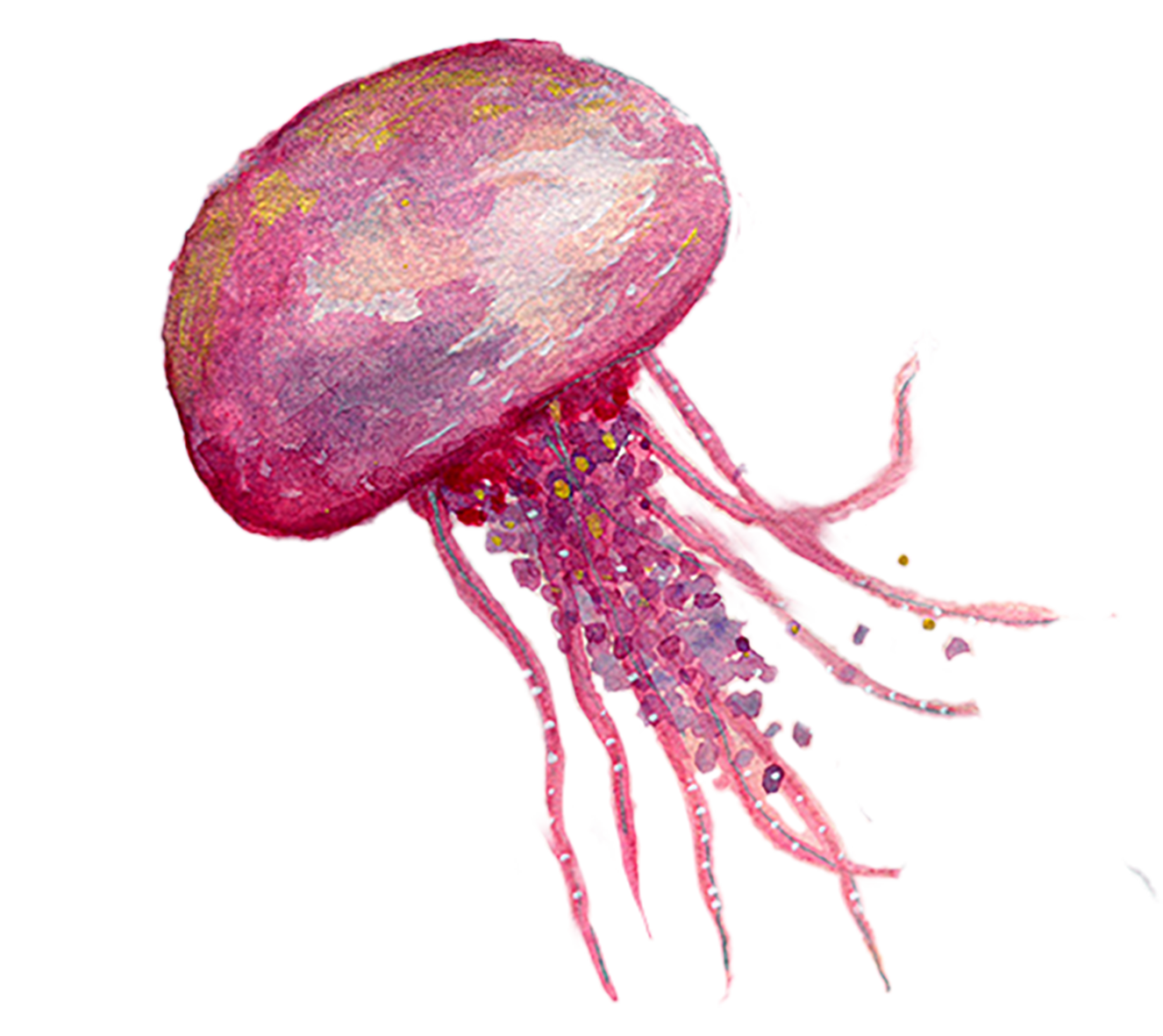 Silityskuva Meduusa