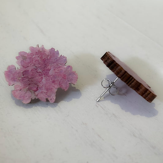 Pikkuhortensia, nappikorvakoru