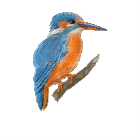 Silityskuva Kuningaskalastaja, eri kokoja