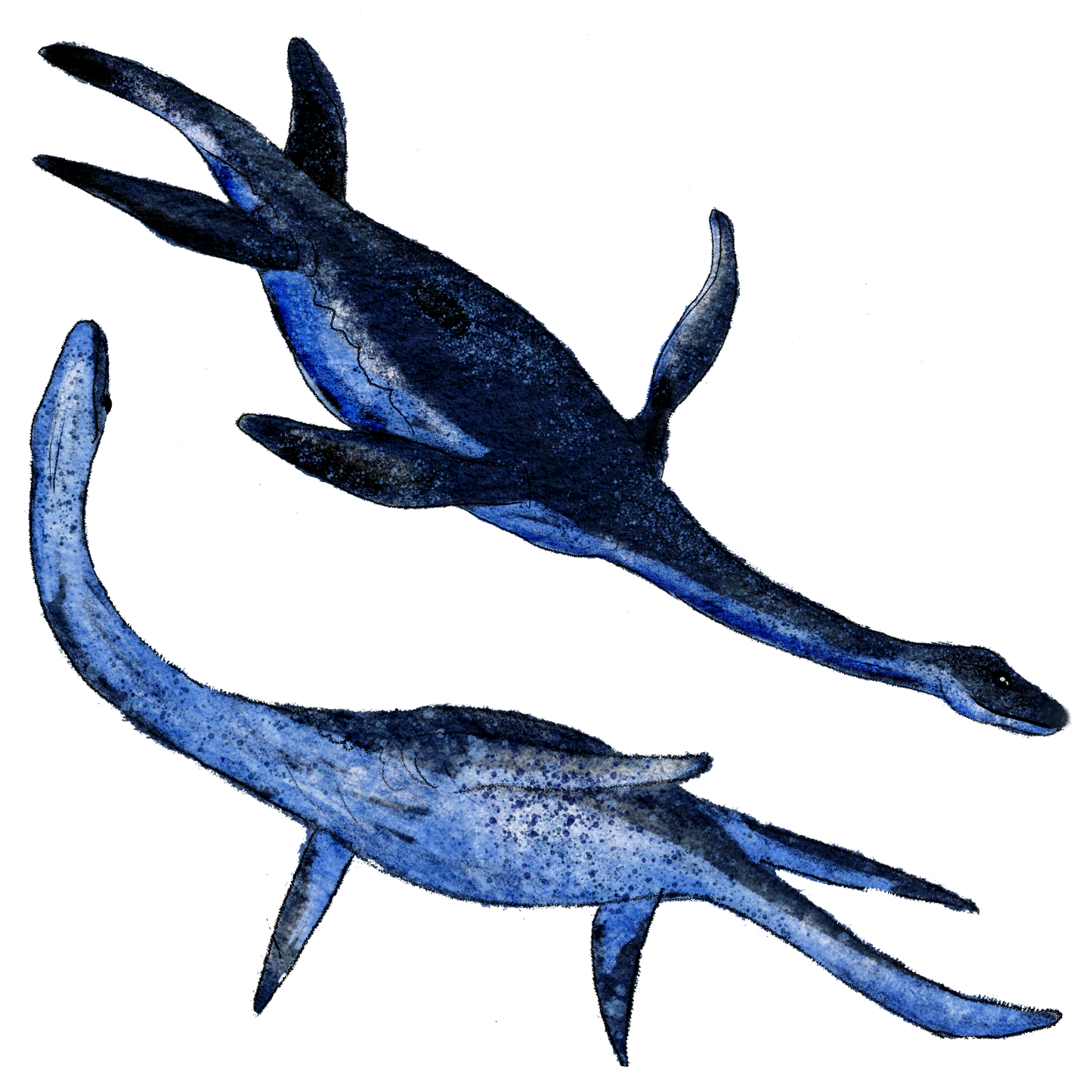 Silityskuva-arkki, Plesiosaurukset