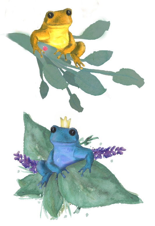 Silityskuva-arkki, Sammakot