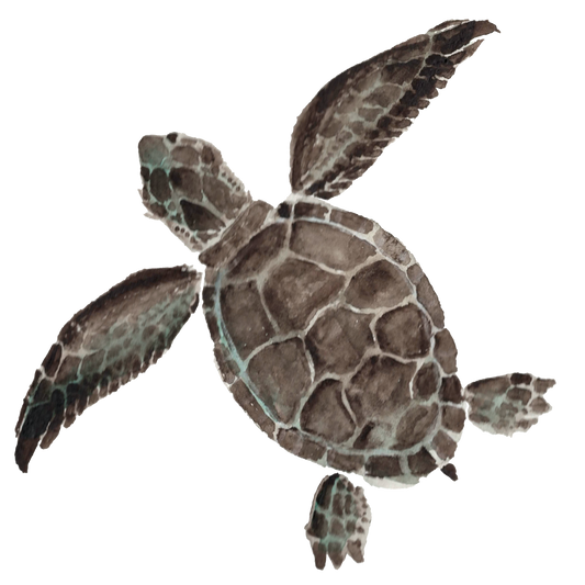 Silityskuva kilpikonna