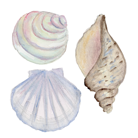 Silityskuva-arkki, Rannan aarteita