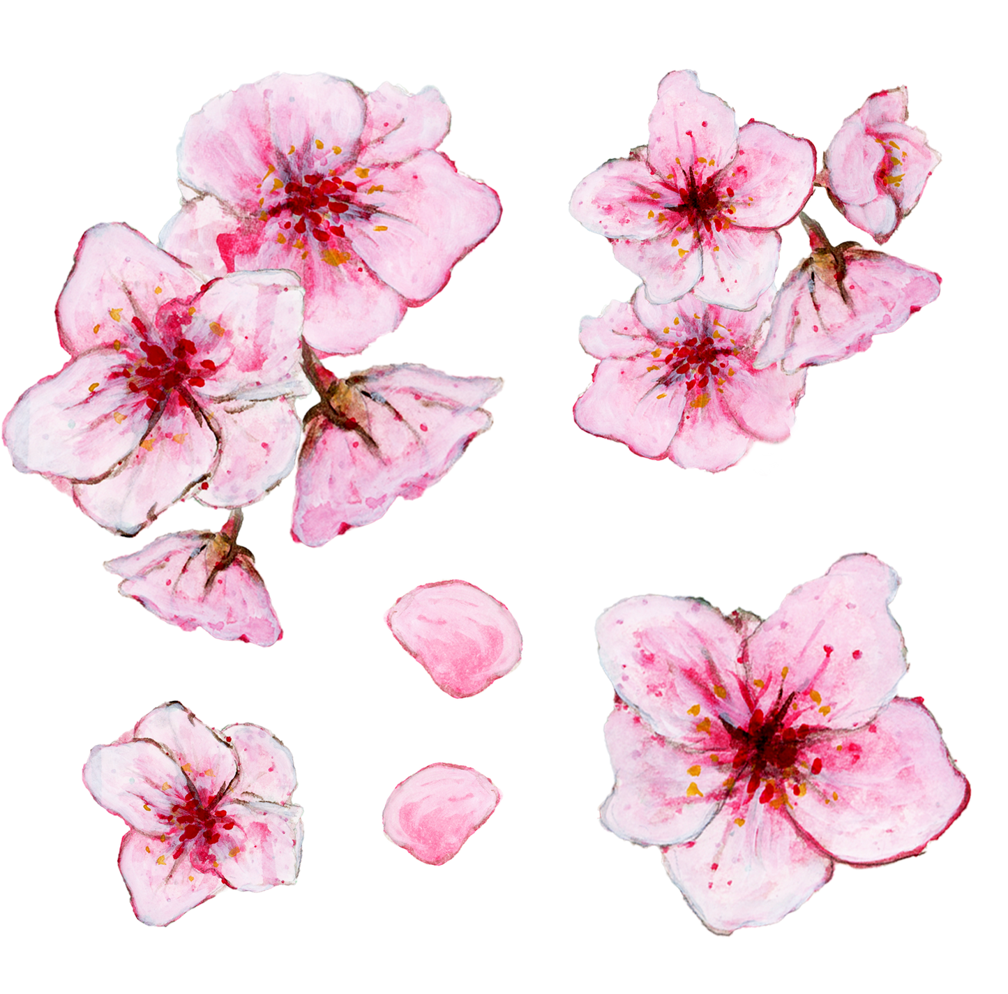 Silityskuva-arkki, Sakura