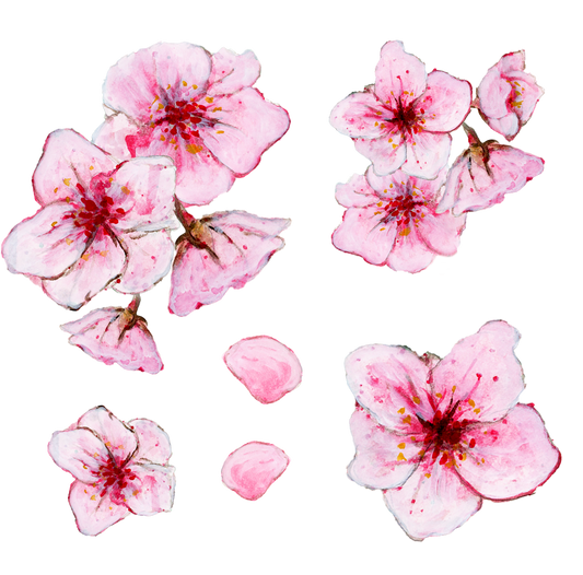 Silityskuva-arkki, Sakura