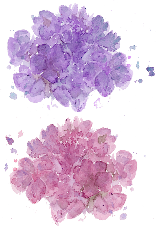 Silityskuva-arkki, Hortensiat, useampi koko