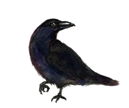 Korppi, useampi koko